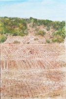 VIgnes à Gruissan