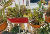 Les succulentes